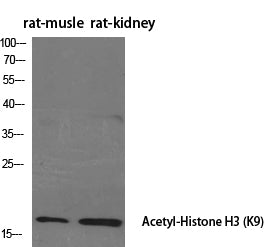 Acetyl-Histone H3 (Lys9) Polyclonal Antibody – Figure 1 of 4