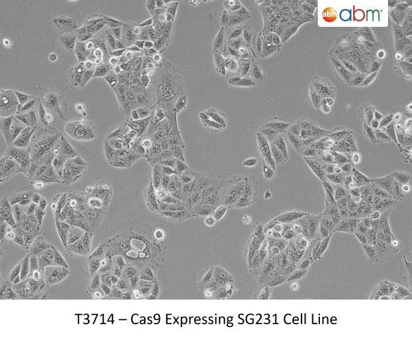 Cas9 Expressing SG231 Cell Line | Applied Biological Materials (abm)