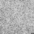 OKT 3 cell