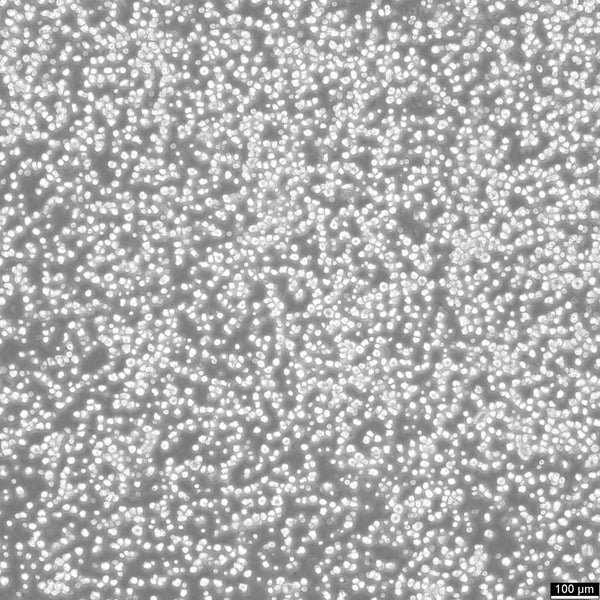OKT 3 cell