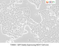 GFP Stably Expressing MCF7 Cell Line | Applied Biological Materials (abm)