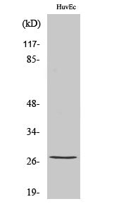 Phospho-HSP27 (Ser82) Polyclonal Antibody – Figure 1 of 2