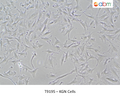 KGN Cells – Figure 1 of 1