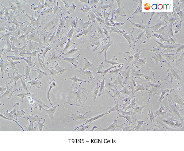 KGN Cells – Figure 1 of 1