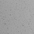 OS-RC-2 cell