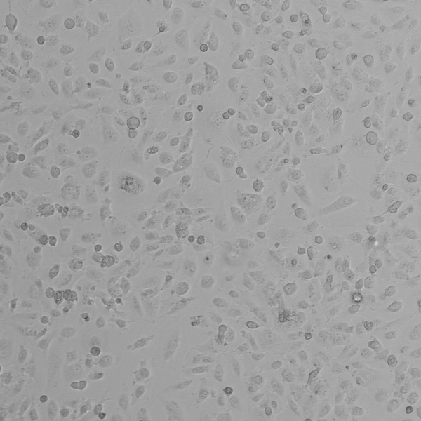 OS-RC-2 cell
