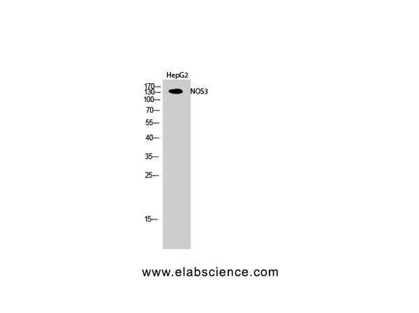 NOS3 Polyclonal Antibody – Figure 1 of 2
