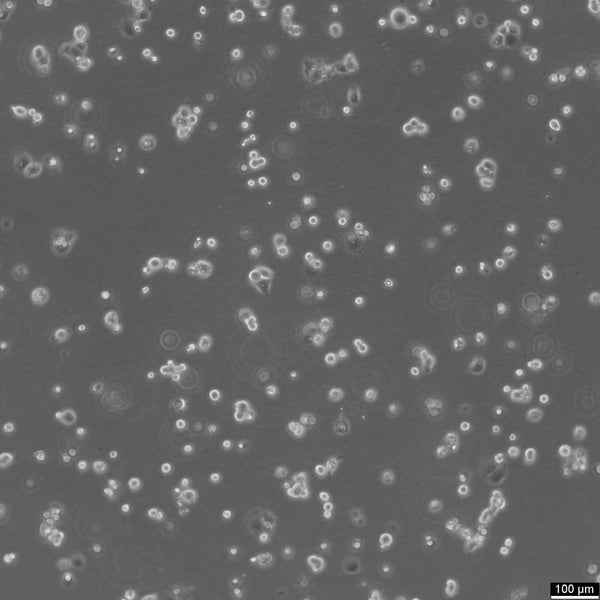 OVCAR-3 cell