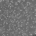OVCAR-8 cell