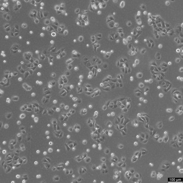 OVCAR-8 cell