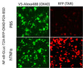 OX40/NFκB Reporter Lentivirus – Figure 1 of 1