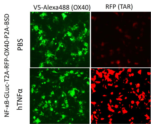 OX40/NFκB Reporter Lentivirus – Figure 1 of 1