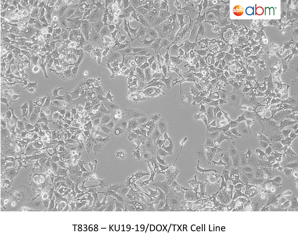 KU19-19/DOX/TXR Cell Line | Applied Biological Materials (abm)