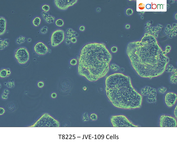 JVE-109 Cells | Applied Biological Materials (abm)