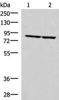 ABLIM3 Polyclonal Antibody – Figure 1 of 2