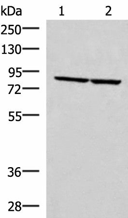 ABLIM3 Polyclonal Antibody – Figure 1 of 2