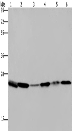ARHGDIA Polyclonal Antibody – Figure 1 of 4