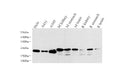 NTS Polyclonal Antibody – Figure 1 of 4