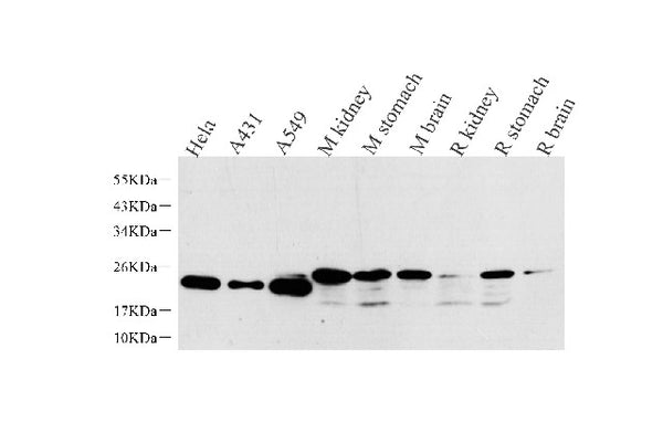 NTS Polyclonal Antibody – Figure 1 of 4