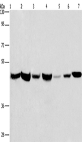 APMAP Polyclonal Antibody – Figure 1 of 4