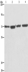 KLF11 Polyclonal Antibody – Figure 1 of 2