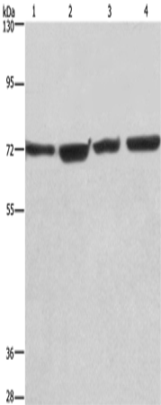 KLF11 Polyclonal Antibody – Figure 1 of 2