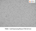 Cas9 Expressing Mouse CT26 Cell Line | Applied Biological Materials (abm)
