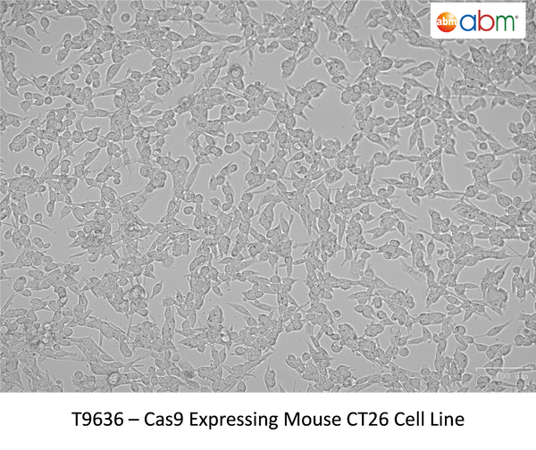 Cas9 Expressing Mouse CT26 Cell Line | Applied Biological Materials (abm)