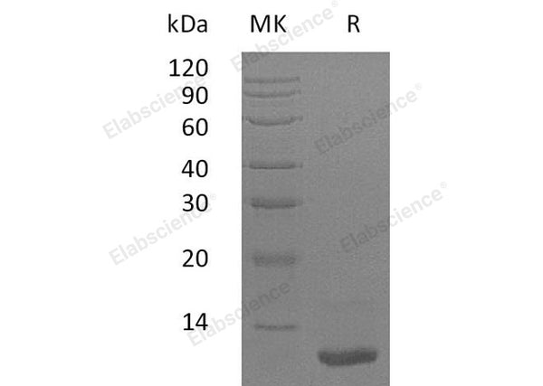 Recombinant Human LR3-IGF-1 Protein (MG) – Figure 1 of 2