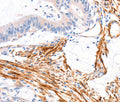 ARAP1 Polyclonal Antibody – Figure 1 of 2