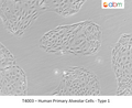 Human Primary Alveolar Cells - Type 1 | Applied Biological Materials (abm)
