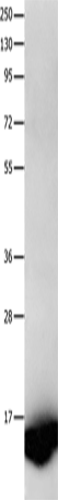FABP7 Polyclonal Antibody – Figure 1 of 2