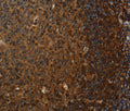 Claudin 8 Polyclonal Antibody – Figure 1 of 3