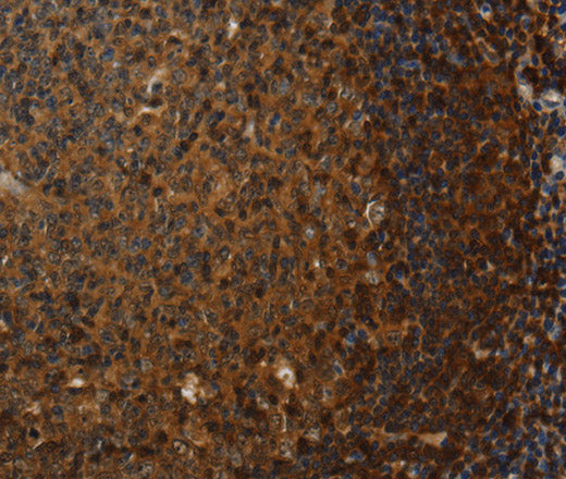 Claudin 8 Polyclonal Antibody – Figure 1 of 3