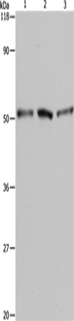 BAG5 Polyclonal Antibody – Figure 1 of 2
