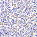 TLR9 Polyclonal Antibody – Figure 1 of 3