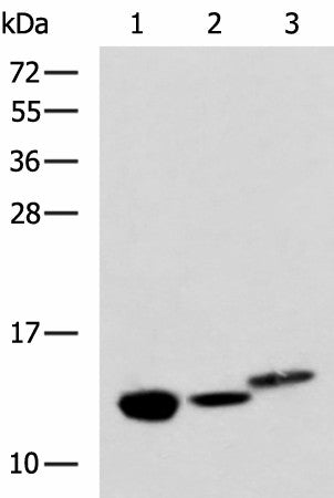 RIDA Polyclonal Antibody – Figure 1 of 4