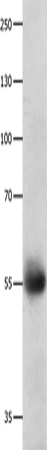 DRD5 Polyclonal Antibody – Figure 1 of 3