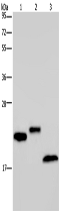 EPPIN Polyclonal Antibody – Figure 1 of 2