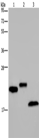 EPPIN Polyclonal Antibody – Figure 1 of 2