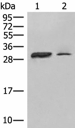 HLA-DPA1 Polyclonal Antibody – Figure 1 of 3