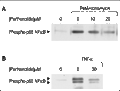 Parthenolide – Figure 1 of 2