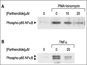 Parthenolide – Figure 1 of 2