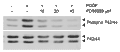 PD 98059 – Figure 1 of 2