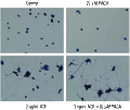 PACA – Figure 1 of 2
