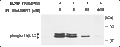PF-06439015 – Figure 1 of 3