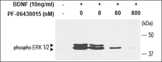 PF-06439015 – Figure 1 of 3