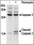 Puromycin – Figure 1 of 2
