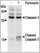 Puromycin – Figure 1 of 2