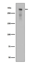 Anti-Phospho-DNA PKcs (S2056) PRKDC Rabbit Monoclonal Antibody